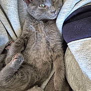 Moose joined the competition — help win amazing prizes! kitten, gray_cat, pet, feline, animal, cute, relaxed, cozy, fur, whiskers, paw, ears, indoor, resting, couch, blanket, soft, sleepy, young, domestic_cat