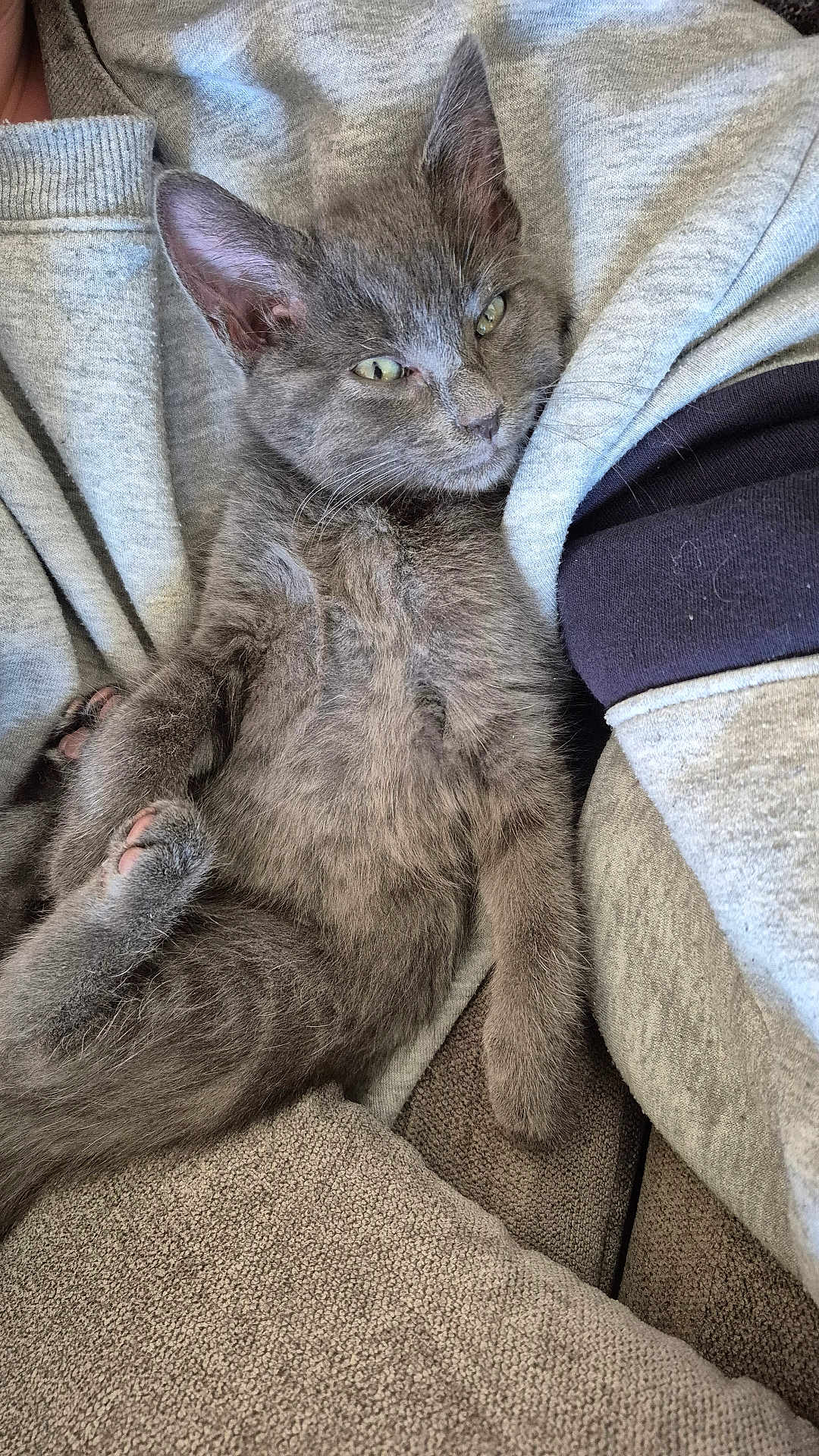 Moose joined the competition — help win amazing prizes! kitten, gray_cat, pet, feline, animal, cute, relaxed, cozy, fur, whiskers, paw, ears, indoor, resting, couch, blanket, soft, sleepy, young, domestic_cat