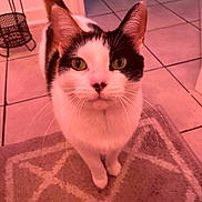 Allie is registered to the contest to win money with this photo: cat, calico, indoor, curious, green_eyes, whiskers, fur, pet, animal, floor, tile, rug, domestic, mammal, looking_up, close_up, household, feline, ears, standing