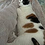 cat, calico_cat, fluffy_blanket, indoor, relaxed, pet, feline, white_fur, black_fur, brown_fur, resting, cozy, soft_texture, lying_down, animal, domestic_cat, cute, sleepy, comfort, fur