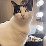 Allie is registered to the contest to win money with this photo: cat, black_and_white, vanity_lights, mirror, indoor, pet, fur, whiskers, yellow_eyes, plush_toy, table, reflection, close_up, domestic_cat, cute, feline, animal, curious, sitting, cozy