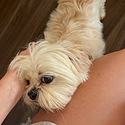 Annie is registered to the contest to win money with this photo: dog, pet, fluffy, cream_color, indoor, floor, wooden_floor, human_leg, affection, resting, cute, companion, animal, canine, close_up, hand, white_clothing, skin, domestic, friendly