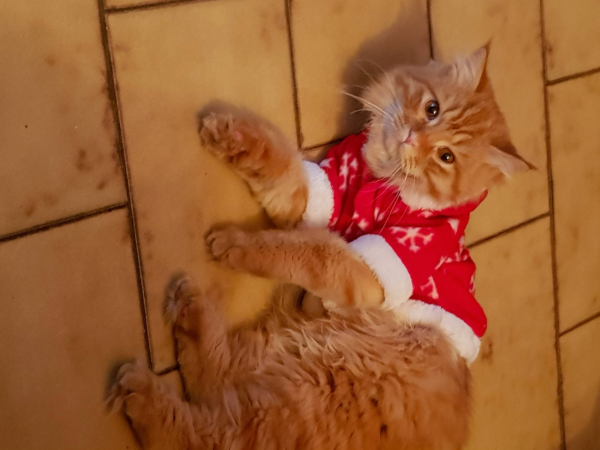 Lucky a rejoint le concours — aidez-le/la à gagner de superbes lots ! carnivore, cat, claw, comfort, domestic_short_haired_cat, ear, eye, fawn, felidae, flooring, foot, fur, human_leg, lap, paw, small_to_medium_sized_cats, snout, tail, whiskers, wood