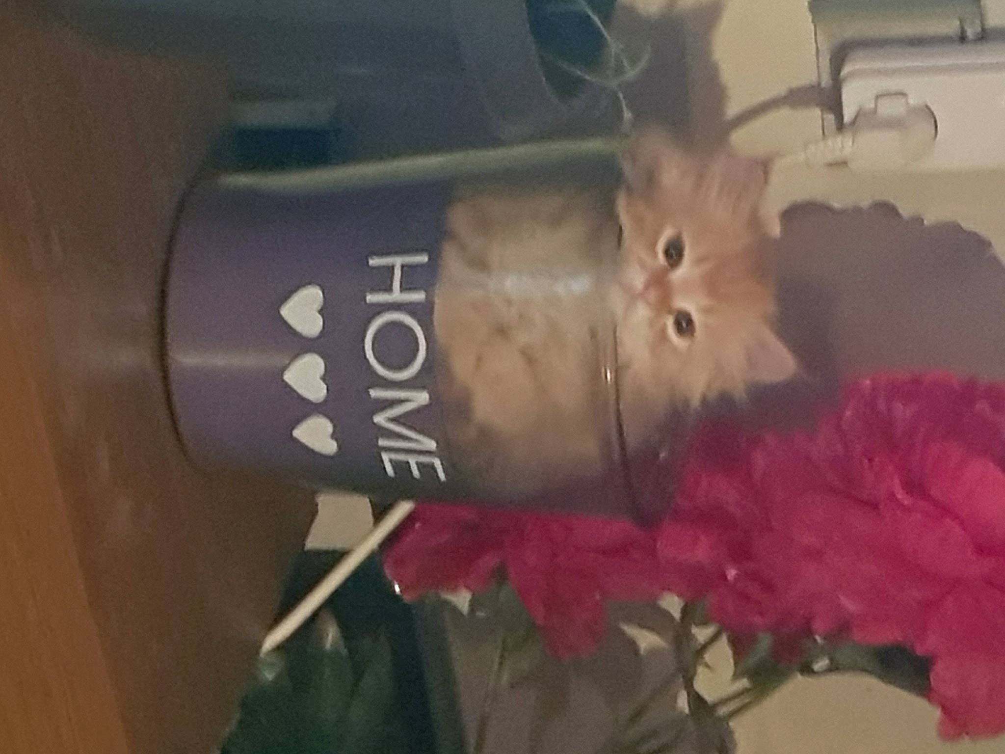 Lucky participe au concours pour gagner de l'argent avec cette photo : audio_equipment, cat, cylinder, drink, drinkware, felidae, fur, gas, glass_bottle, petal, plant, room, rose, small_to_medium_sized_cats, tail, vehicle_door, whiskers