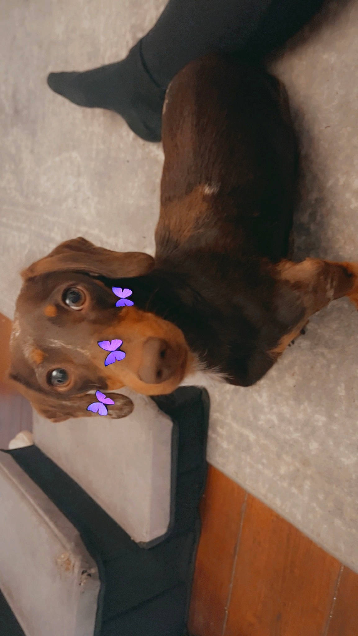 Benji is registered to the contest to win money with this photo: canidae, carnivore, child, companion_dog, dog, dog_breed, eyewear, fawn, flooring, fun, fur, liver, mammal, snout, sporting_group, sunglasses, tail, toy, vertebrate, working_animal