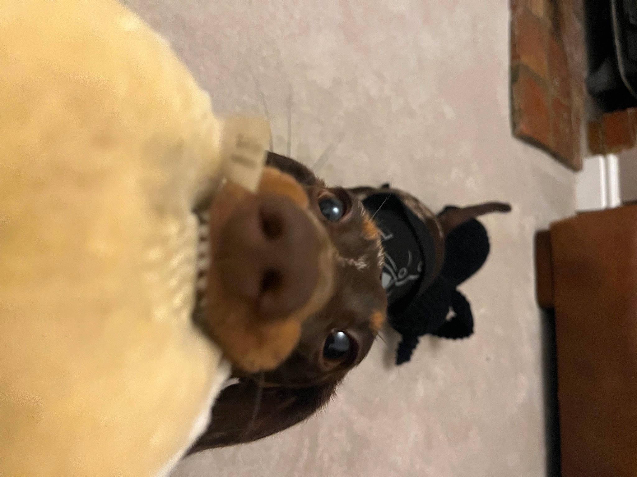 Benji joined the competition — help win amazing prizes! canidae, carnivore, companion_dog, dog_breed, eye, fawn, flooring, fur, helmet, non_sporting_group, plush, snout, sporting_group, stuffed_toy, sunglasses, teddy_bear, toy, vertebrate, wood, working_animal