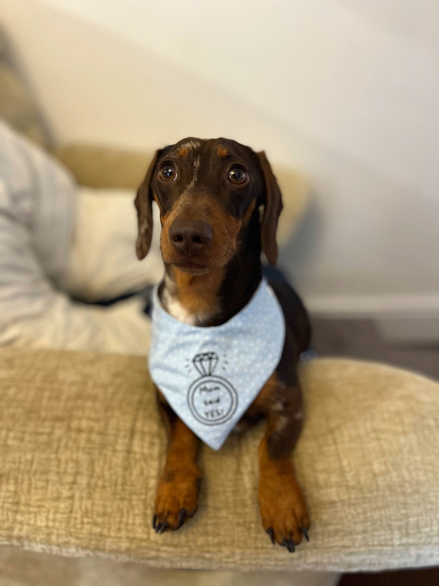 Benji is registered to the contest to win money with this photo: carnivore, comfort, companion_dog, dachshund, dog, dog_breed, flooring, fur, hardwood, hound, hunting_dog, liver, pet_supply, scent_hound, sporting_group, terrestrial_animal, whiskers, wood, working_animal, working_dog