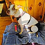 Harley is registered to the contest to win money with this photo: dog, towel, wooden_cabinet, sunlight, indoor, floor, toy, collar, harness, brown_and_white, pet, chew_toy, relaxed, sitting, home, fur, ears, tail, flooring, shadow