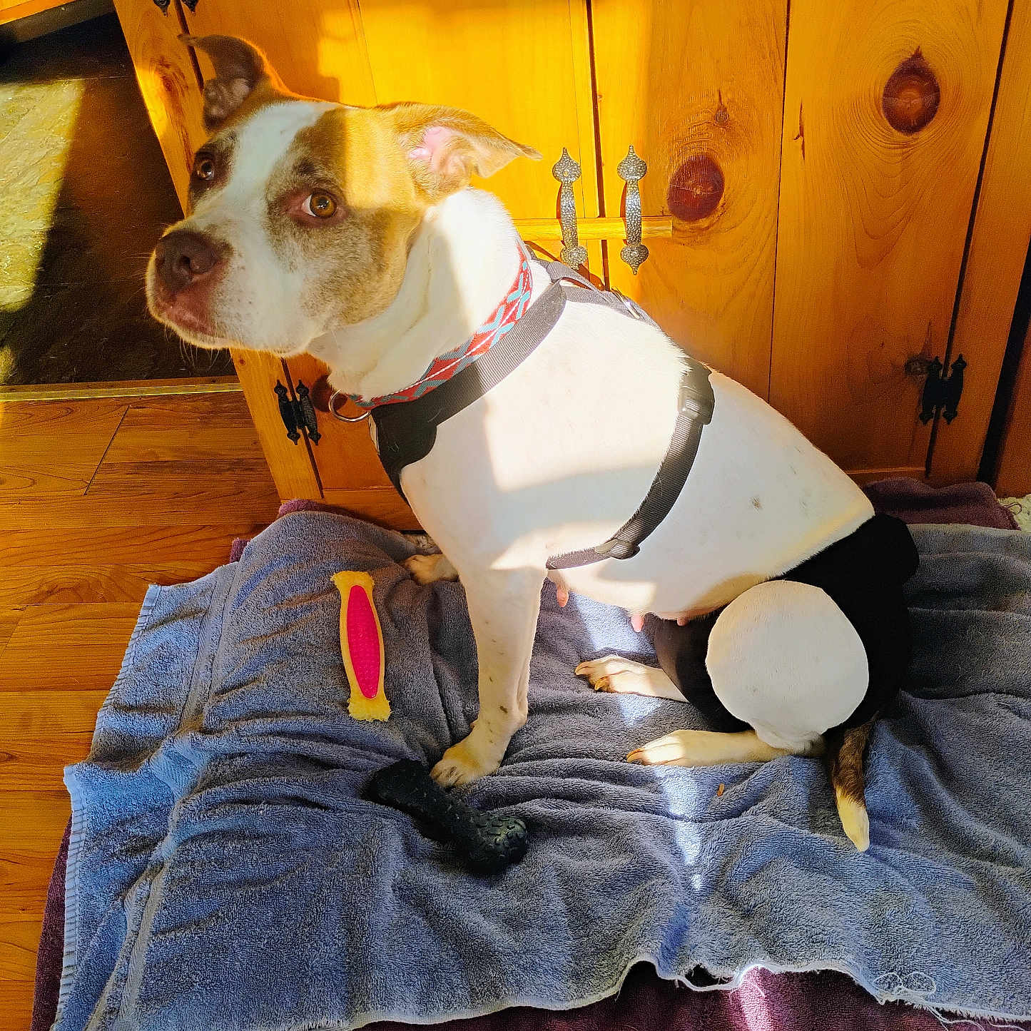 Harley is registered to the contest to win money with this photo: brown_and_white, chew_toy, collar, dog, ears, floor, flooring, fur, harness, home, indoor, pet, relaxed, shadow, sitting, sunlight, tail, towel, toy, wooden_cabinet