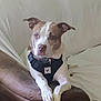 dog, canine, pet, brown_couch, armrest, harness, relaxed, indoors, furniture, white_and_brown, animal, companion, seated, looking_at_camera, domestic, cozy, calm, resting, ears_up, short_fur