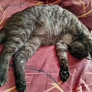 Lord a rejoint le concours — aidez-le/la à gagner de superbes lots ! cat, gray_cat, sleeping, stretching, paws, fur, indoor, blanket, patterned_blanket, relaxation, nap, cozy, pet, animal, feline, domestic_cat, resting, soft, cute, claws