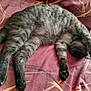 cat, gray_cat, sleeping, stretching, paws, fur, indoor, blanket, patterned_blanket, relaxation, nap, cozy, pet, animal, feline, domestic_cat, resting, soft, cute, claws