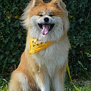 Yuki participe au concours pour gagner de l'argent avec cette photo : dog, canine, fluffy, yellow_bandana, grass, outdoor, smiling, tongue_out, sitting, pet, nature, leafy_background, happy, fur, animal, leash, closeup, portrait, summer, friendly