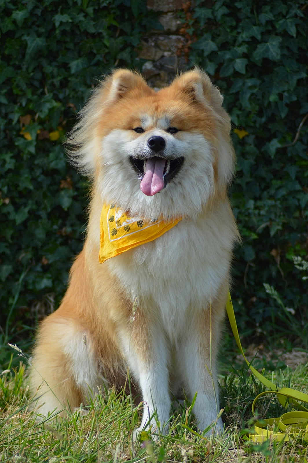 Yuki