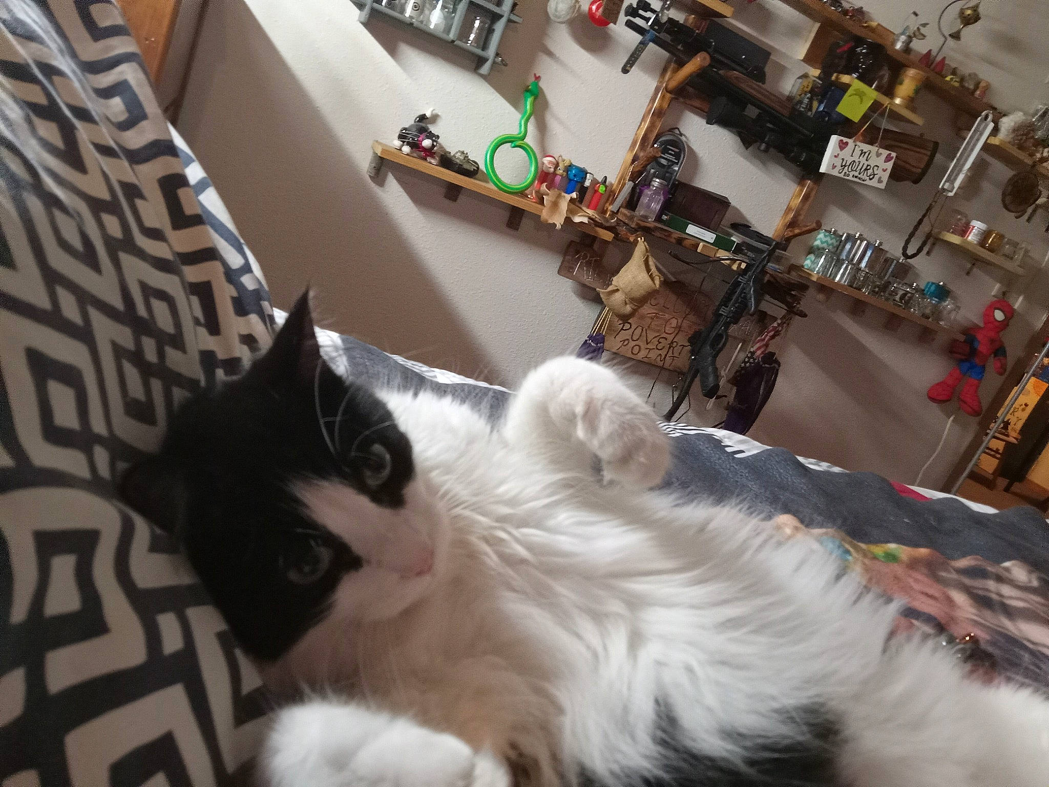 Floyd is registered to the contest to win money with this photo: canidae, carnivore, cat, comfort, companion_dog, drawer, fang, felidae, flooring, fur, hardwood, linens, paw, room, shelf, small_to_medium_sized_cats, table, tail, whiskers, wood