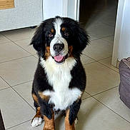 Aïko participe au concours pour gagner de l'argent avec cette photo : animal, bernese_mountain_dog, black_fur, brown_fur, canine, companion, couch, cute, dog, domestic_animal, fur, happy, indoor, living_room, looking_up, pet, puppy, sitting, tile_floor, white_fur
