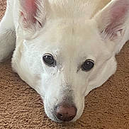 Sierra joined the competition — help win amazing prizes! animal, calm, carpet, close_up, cute, dog, domestic_animal, ears, expression, face, fur, indoor, looking_at_camera, lying_down, mammal, nose, pet, portrait, resting, white_dog