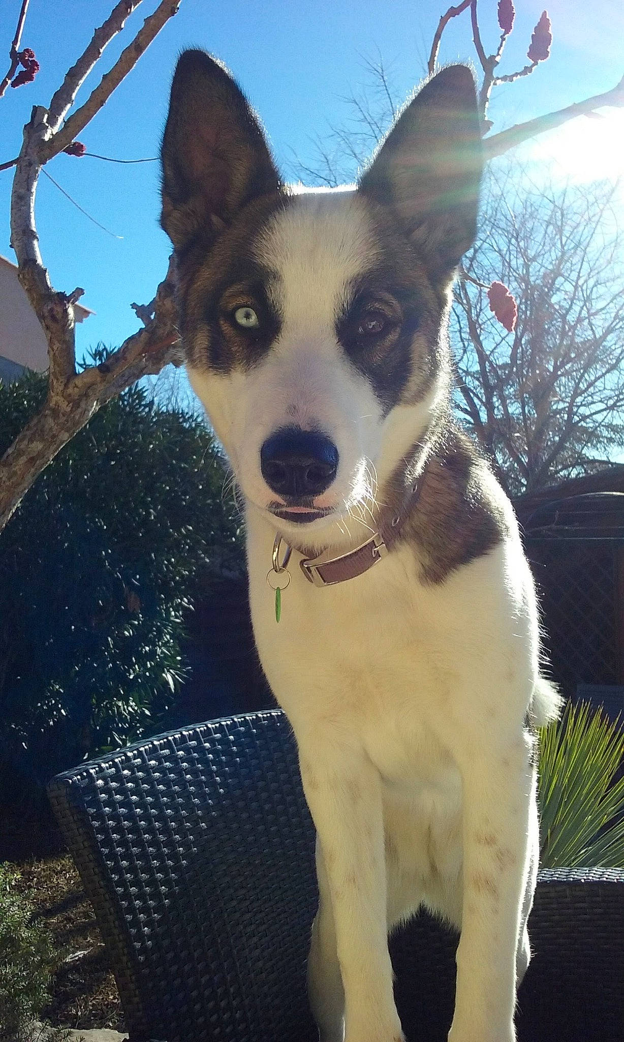 Nikita a rejoint le concours — aidez-le/la à gagner de superbes lots ! canidae, carnivore, collar, companion_dog, dog, dog_breed, dog_collar, fawn, fur, herding_dog, plant, sky, snout, sporting_group, tail, tree, twig, whiskers, window, working_animal