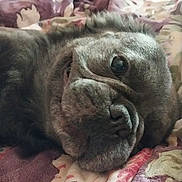 Dior joined the competition — help win amazing prizes! dog, pet, close_up, lying_down, bedspread, indoor, relaxed, canine, snout, fur, wrinkles, portrait, animal, cute, companion, sleepy, cozy, home, domestic, text_overlay