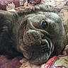 dog, pet, close_up, lying_down, bedspread, indoor, relaxed, canine, snout, fur, wrinkles, portrait, animal, cute, companion, sleepy, cozy, home, domestic, text_overlay
