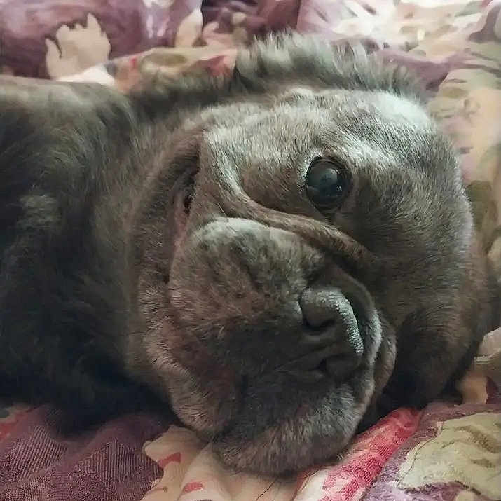 Dior joined the competition — help win amazing prizes! dog, pet, close_up, lying_down, bedspread, indoor, relaxed, canine, snout, fur, wrinkles, portrait, animal, cute, companion, sleepy, cozy, home, domestic, text_overlay