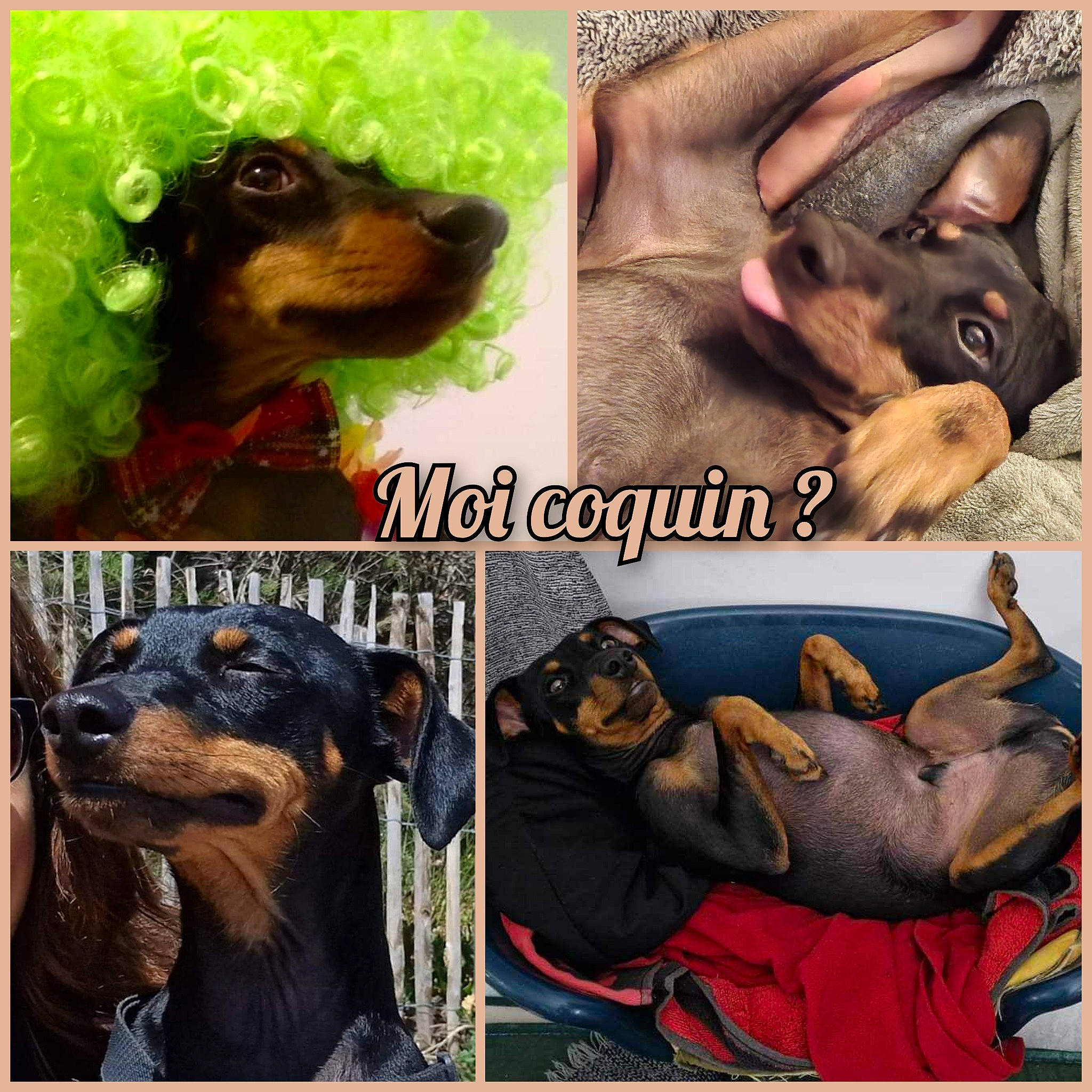 Willow participe au concours pour gagner de l'argent avec cette photo : art, carnivore, collage, companion_dog, dobermann, dog, dog_breed, dog_collar, ear, fawn, gesture, happy, jaw, liver, mammal, snout, sporting_group, toy_dog, vertebrate, working_animal