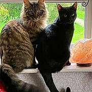 Percy And Coco is registered to the contest to win money with this photo: abyssinian, animal, architecture, blackcat, building, canine, cat, couch, cushion, dog, furniture, homedecor, indoors, kitten, livingroom, manx, pet, plant, pottedplant, window