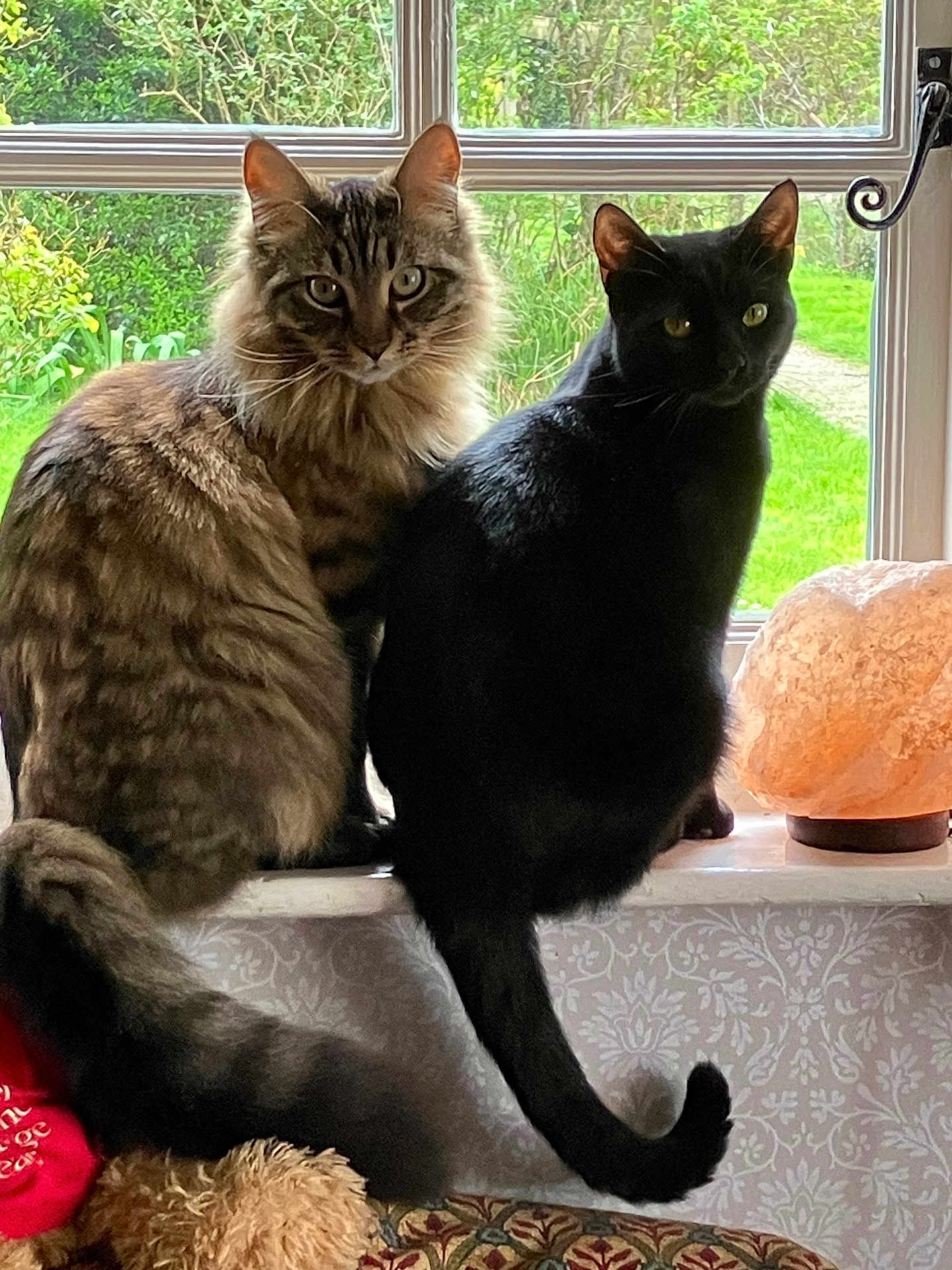 Percy And Coco is registered to the contest to win money with this photo: abyssinian, animal, architecture, blackcat, building, canine, cat, couch, cushion, dog, furniture, homedecor, indoors, kitten, livingroom, manx, pet, plant, pottedplant, window
