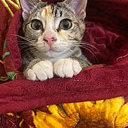 Ellie is registered to the contest to win money with this photo: cat, kitten, tabby_cat, pet, paws, whiskers, pink_nose, ears, big_eyes, close_up, blanket, bedding, cozy, indoor, portrait, fur, looking_at_camera, soft_texture, pattern, cute