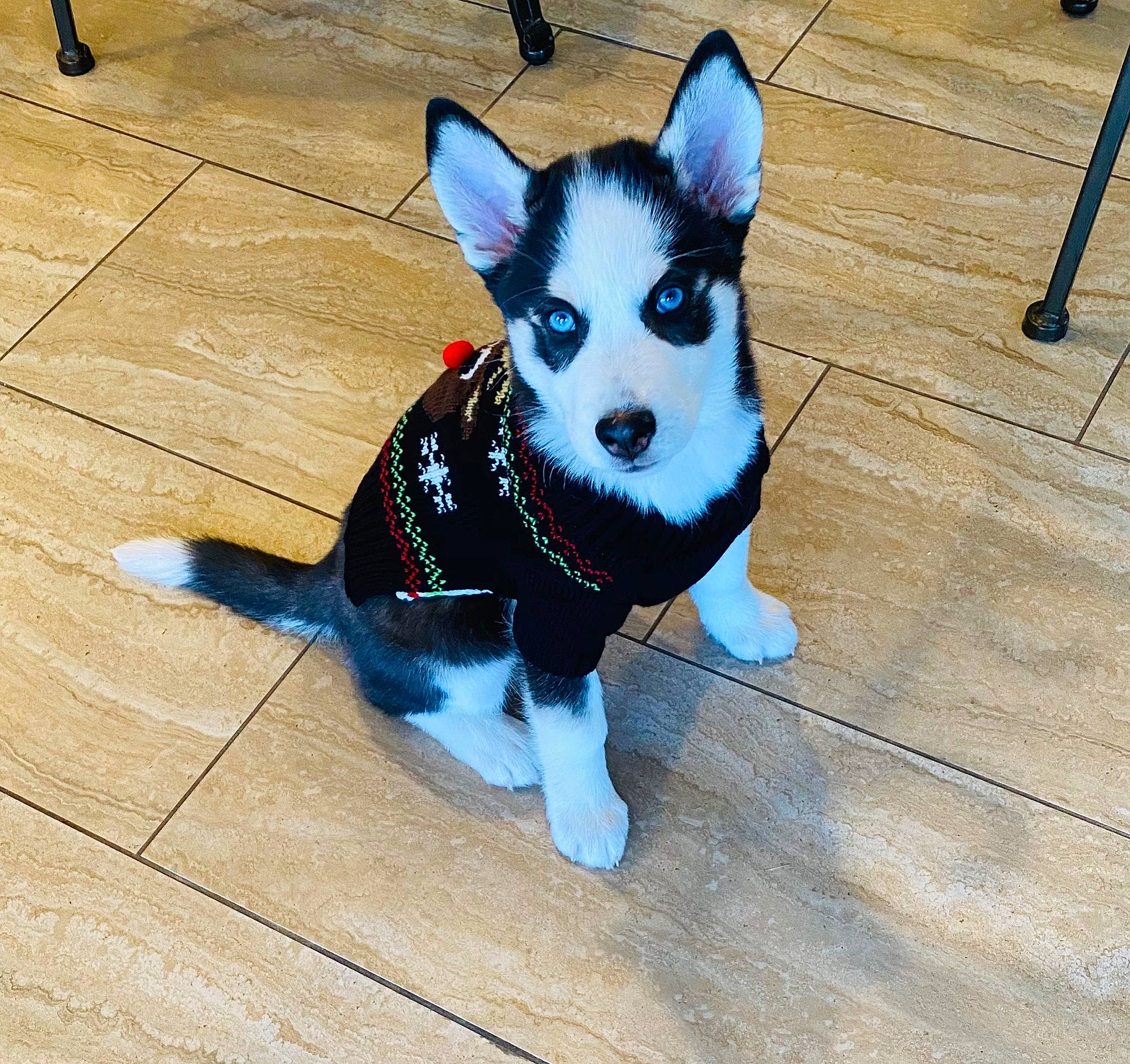 Nova is registered to the contest to win money with this photo: canidae, carnivore, chihuahua, collar, companion_dog, dog, dog_breed, dog_clothes, dog_collar, dog_supply, floor, flooring, fur, laminate_flooring, pet_supply, shadow, snout, sporting_group, wood_flooring, working_animal