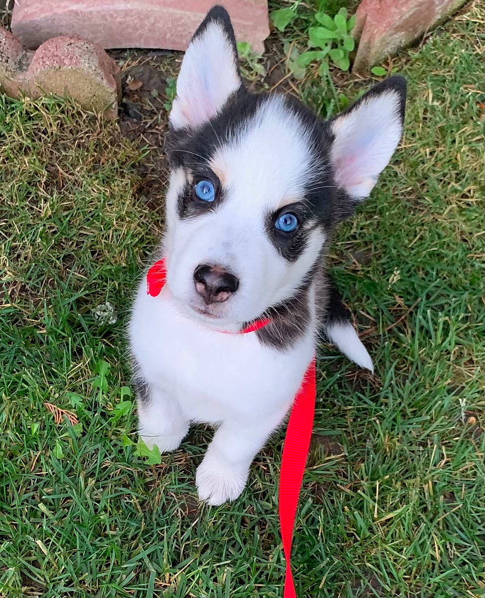 Nova joined the competition — help win amazing prizes! canidae, carnivore, collar, dog, dog_breed, dog_supply, fur, grass, mammal, snout, sporting_group, tail, working_animal