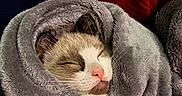 Daisy is registered to the contest to win money with this photo: animal, blanket, cat, comfort, cozy, cute, domestic, face, fur, grey_blanket, indoor, mammal, paw, pet, pink_nose, relaxed, resting, sleeping, snuggled, whiskers