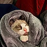 animal, blanket, cat, comfort, cozy, cute, domestic, face, fur, grey_blanket, indoor, mammal, paw, pet, pink_nose, relaxed, resting, sleeping, snuggled, whiskers