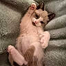 Daisy is registered to the contest to win money with this photo: animal, blanket, cat, closeup, cozy, cute, ears, feline, fur, furry, indoor, kitten, lying_down, paw, pet, playful, relaxed, soft, whiskers, young