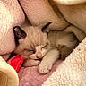 Daisy is registered to the contest to win money with this photo: animal, blanket, closeup, comfort, cozy, cream, cute, fur, indoor, kitten, paw, pet, pink, relaxing, resting, sleeping, soft, toy, warm, young
