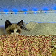 Daisy joined the competition — help win amazing prizes! animal, blanket, blue_lights, cat, cozy, curious, cute, eyes, furniture, indoor, kitten, led_strip, patterned, peek, pet, quilt, resting, small, textured_wall, wall