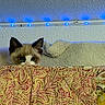 animal, blanket, blue_lights, cat, cozy, curious, cute, eyes, furniture, indoor, kitten, led_strip, patterned, peek, pet, quilt, resting, small, textured_wall, wall