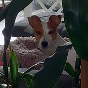 Ulyss participe au concours pour gagner de l'argent avec cette photo : dog, plant, leaf, indoor, pet, curious, furniture, bed, fluffy, green, white, cozy, animal, domestic, houseplant, background, closeup, portrait, brown, white_fur