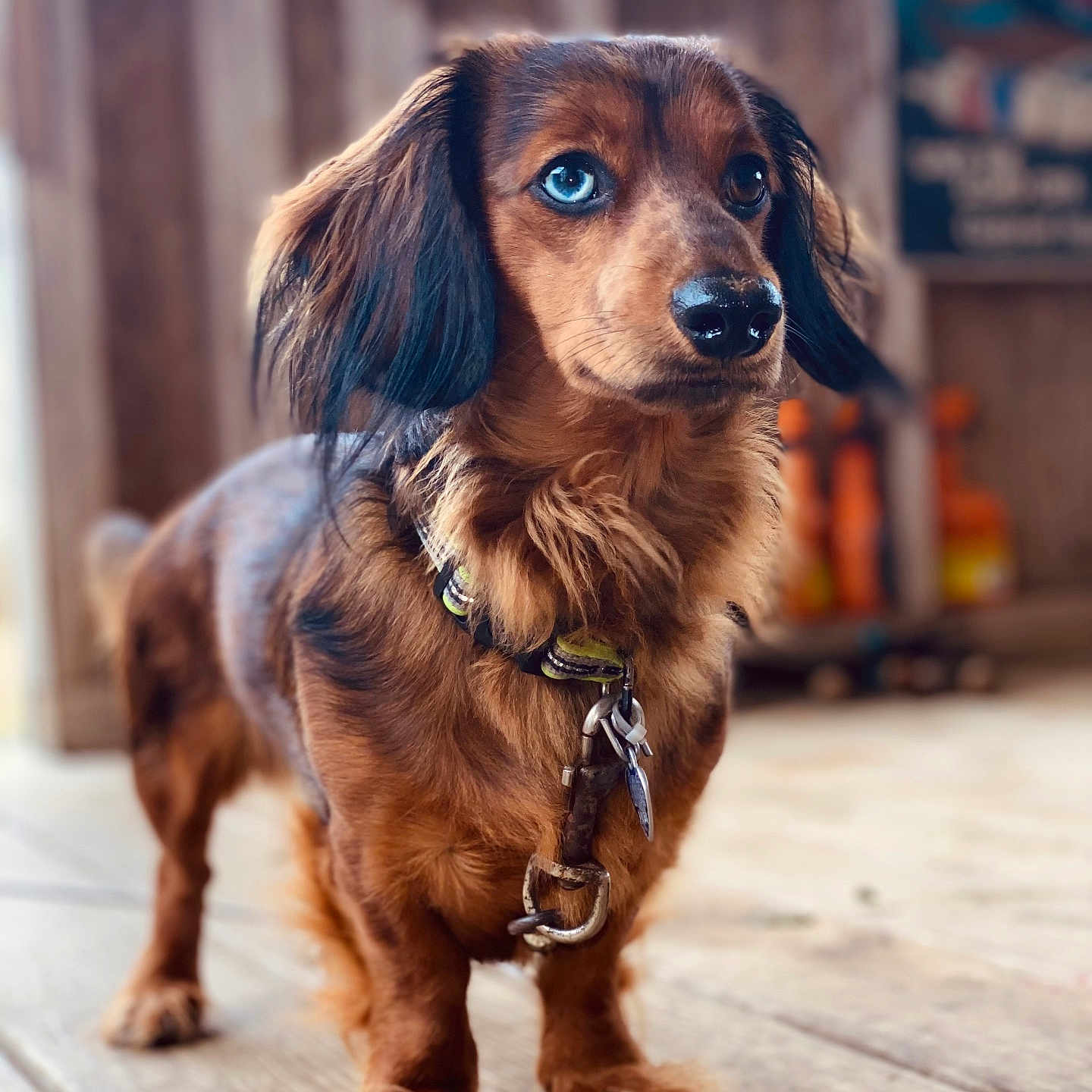 Leo Peo is registered to the contest to win money with this photo: accessories, animal, architecture, building, canine, cockerspaniel, deck, dog, goldenretriever, hardwood, hound, house, leash, papillon, pet, puppy, snout, stainedwood, strap, wood