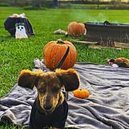Leo Peo is registered to the contest to win money with this photo: animal, architecture, ball, building, canine, dog, face, grass, head, outdoors, person, pet, photography, plant, portrait, puppy, shelter, sport, tennis, tennisball