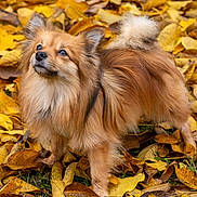 Bailey is registered to the contest to win money with this photo: dog, autumn, leaves, outdoor, fluffy, brown, golden, pet, animal, nature, fall, curious, cute, standing, fur, canine, park, seasonal, vibrant, leaf_litter
