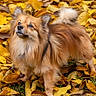 dog, autumn, leaves, outdoor, fluffy, brown, golden, pet, animal, nature, fall, curious, cute, standing, fur, canine, park, seasonal, vibrant, leaf_litter