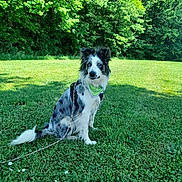 Dora a rejoint le concours — aidez-le/la à gagner de superbes lots ! alert, animal, bandana, blue_merle, border_collie, canine, daylight, dog, fur, grass, greenery, harness, leash, nature, outdoor, park, pet, sitting, sunny, trees
