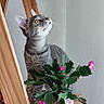 cat, tabby_cat, flower, plant, wooden_shelf, indoor, pet, curious, yellow_eyes, green_leaves, pink_flower, decorative_pot, feline, looking_up, natural_light, domestic_animal, houseplant, wood, neutral_wall, still_life