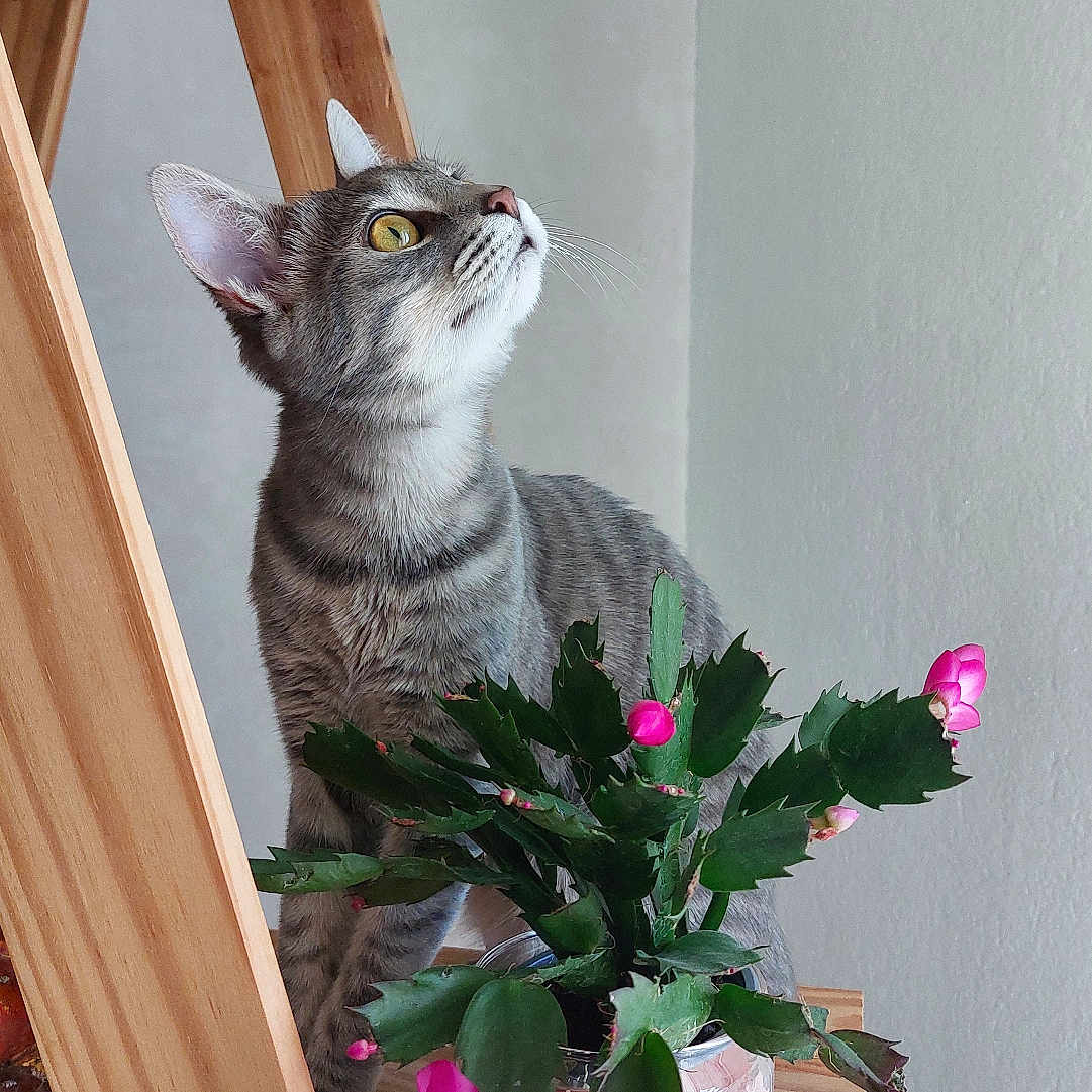 Lilo a rejoint le concours — aidez-le/la à gagner de superbes lots ! cat, tabby_cat, flower, plant, wooden_shelf, indoor, pet, curious, yellow_eyes, green_leaves, pink_flower, decorative_pot, feline, looking_up, natural_light, domestic_animal, houseplant, wood, neutral_wall, still_life