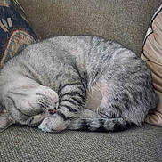 Libby joined the competition — help win amazing prizes! cat, sleeping, tabby, curled_up, cozy, couch, furniture, indoor, pet, feline, gray, striped, resting, cute, domestic_animal, relaxed, fur, whiskers, nap, comfort