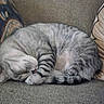 cat, sleeping, tabby, curled_up, cozy, couch, furniture, indoor, pet, feline, gray, striped, resting, cute, domestic_animal, relaxed, fur, whiskers, nap, comfort