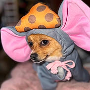 Catalina joined the competition — help win amazing prizes! animal, blanket, close_up, clothing, costume, cute, dog, expression, fur, gray, hoodie, indoor, mouse_ears, orange, pet, pink, polka_dot, portrait, small_dog, soft