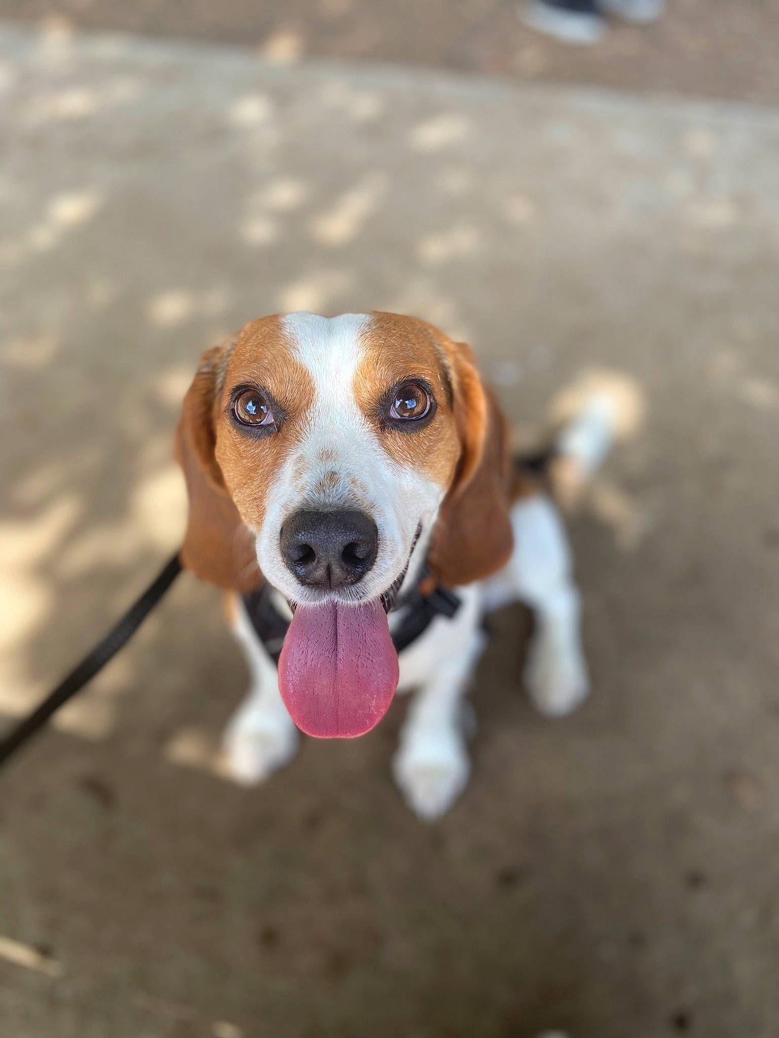 Chase joined the competition — help win amazing prizes! beagle, canidae, carnivore, collar, companion_dog, dog, dog_breed, dog_supply, fawn, finnish_hound, hound, hunting_dog, liver, paw, pet_supply, scent_hound, snout, sporting_group, terrestrial_animal, whiskers