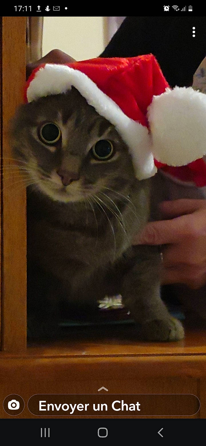 Ma Chérie participe au concours pour gagner de l'argent avec cette photo : art, carnivore, cat, christmas, christmas_ornament, costume_hat, domestic_short_haired_cat, event, fawn, felidae, fur, gesture, hat, holiday, santa_claus, small_to_medium_sized_cats, snout, tail, whiskers, window